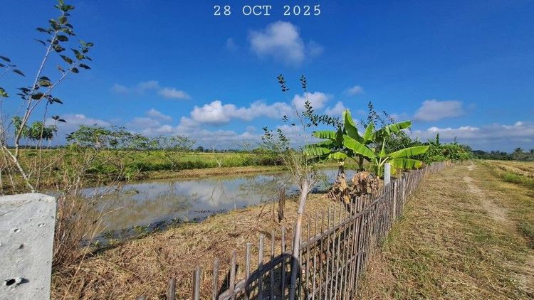 ไม่ใช่ ขายบ่อปลาสวนผสม น้ำประปาไฟฟ้าพร้อม เหมาะทำบ้านสวนริมนา คาเฟ่ ลานกางเต็นท์ รูปที่ 4