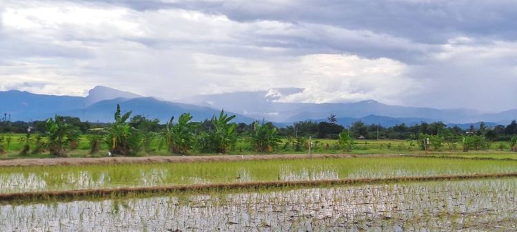 ขายบ่อปลาสวนผสม น้ำประปาไฟฟ้าพร้อม เหมาะทำบ้านสวนริมนา คาเฟ่ ลานกางเต็นท์