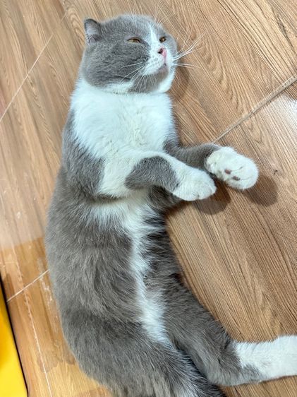 สก็อตติชโฟล์ด รูปที่ 3