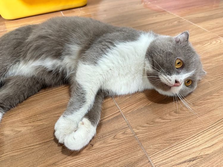 สก็อตติชโฟล์ด