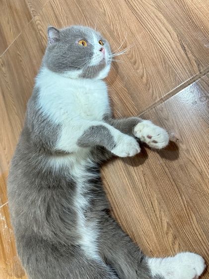 สก็อตติชโฟล์ด รูปที่ 6