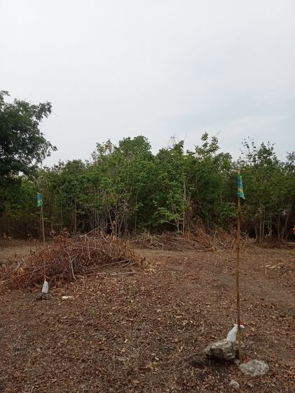 ที่ดินเปล่าราคาถูก ใกล้ชุมชน พระพุทธบาทสระบุรี (เหมาะกับลงทุน) รูปที่ 3