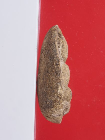 ด14-ด15.หลวงปู่เผือก-พระเนื้อผง องค์ๆละ 419 บ. รูปที่ 4