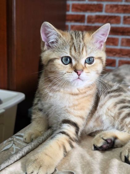 เด็กชาย British Shorthair Tabby รูปที่ 2