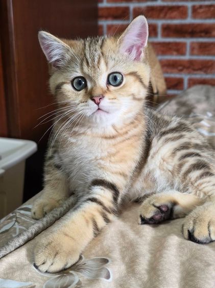 เด็กชาย British Shorthair Tabby รูปที่ 6