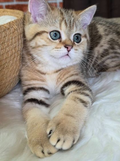เด็กชาย British Shorthair Tabby รูปที่ 10