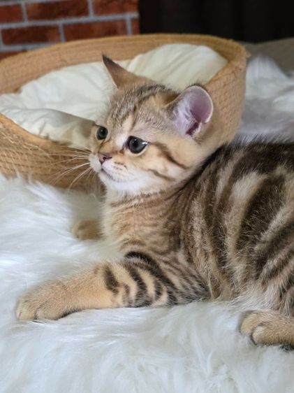 เด็กชาย British Shorthair Tabby รูปที่ 12