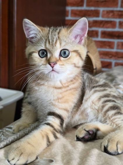 เด็กชาย British Shorthair Tabby