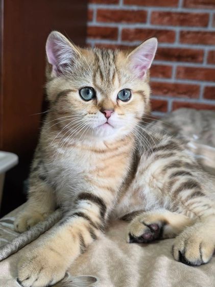 เด็กชาย British Shorthair Tabby รูปที่ 3