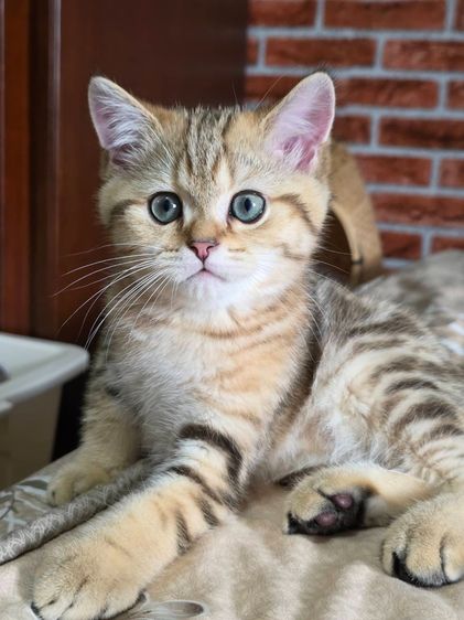 เด็กชาย British Shorthair Tabby รูปที่ 13