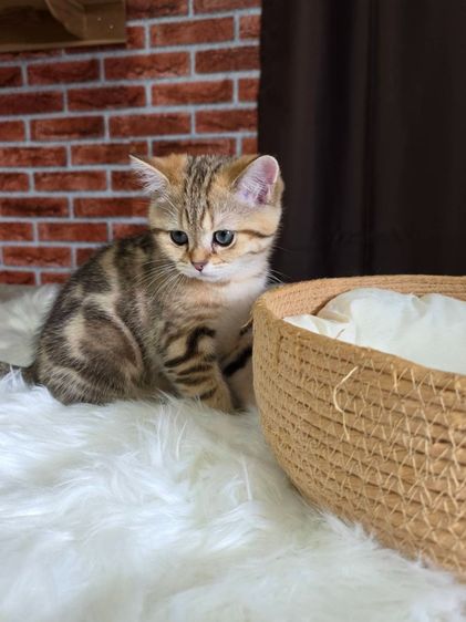 เด็กชาย British Shorthair Tabby รูปที่ 8