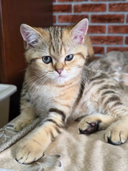 เด็กชาย British Shorthair Tabby รูปที่ 5