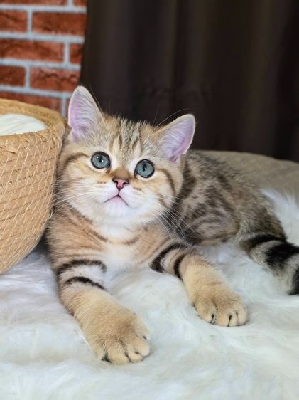 เด็กชาย British Shorthair Tabby รูปที่ 9