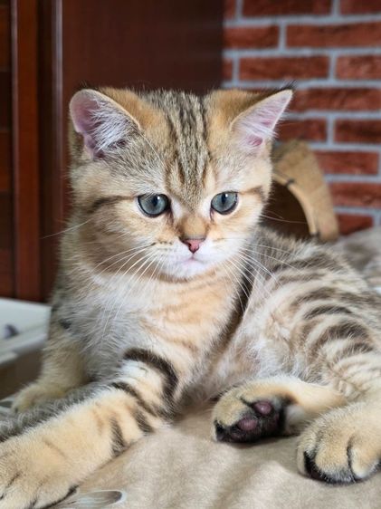 เด็กชาย British Shorthair Tabby รูปที่ 4