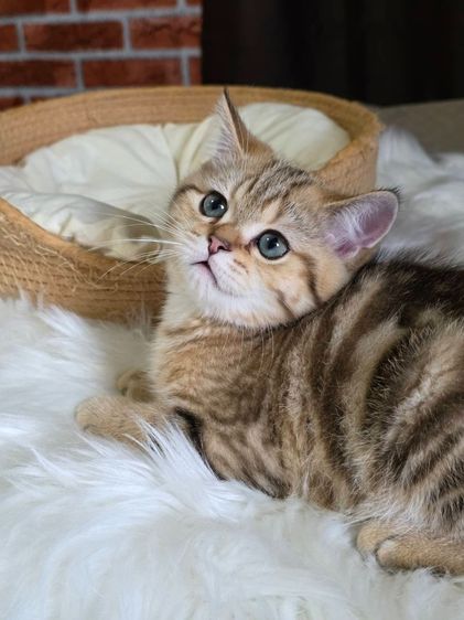 เด็กชาย British Shorthair Tabby รูปที่ 11