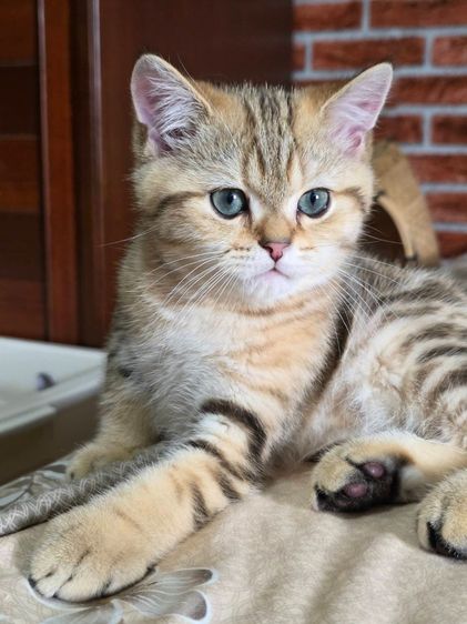 เด็กชาย British Shorthair Tabby รูปที่ 7