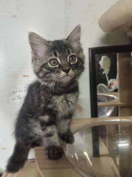 แมวเมนคูนผสมเปอร์เซีย รูปที่ 5