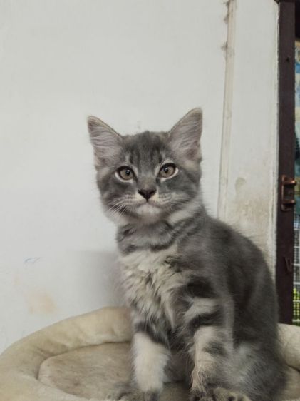 แมวเมนคูนผสมเปอร์เซีย รูปที่ 6