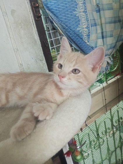 แมวเมนคูนผสมเปอร์เซีย รูปที่ 3