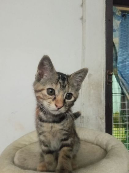 แมวเมนคูนผสมเปอร์เซีย รูปที่ 8