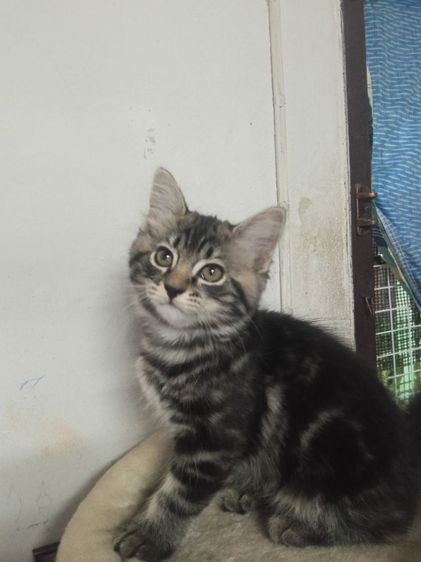 แมวเมนคูนผสมเปอร์เซีย รูปที่ 4