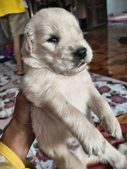 น้องหมาหาบ้าน รูปที่ 2