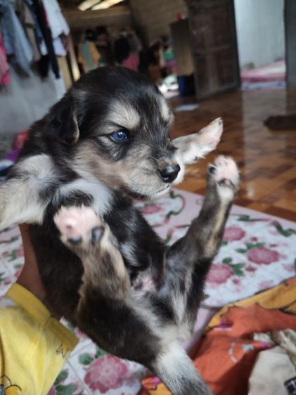 น้องหมาหาบ้าน รูปที่ 3