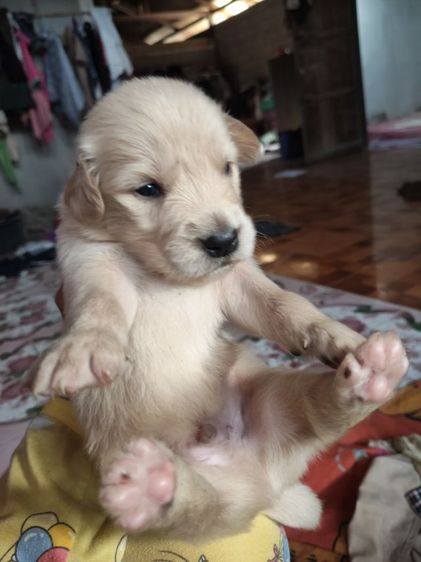 น้องหมาหาบ้าน รูปที่ 5