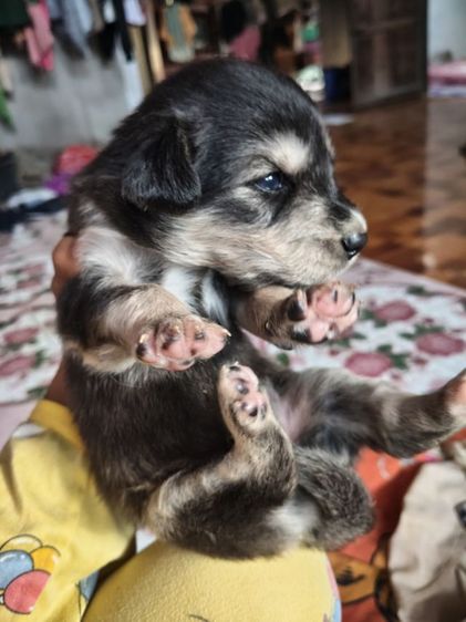 น้องหมาหาบ้าน รูปที่ 7