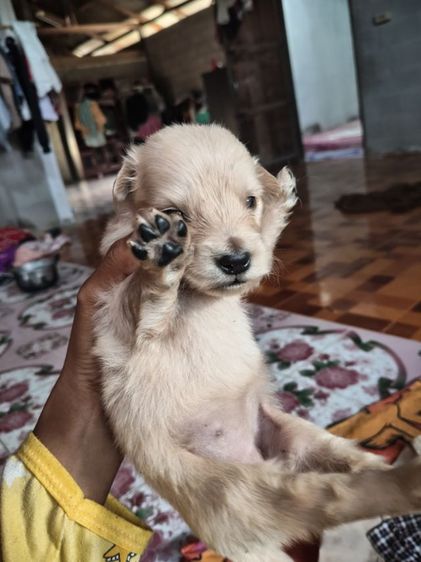 น้องหมาหาบ้าน รูปที่ 6