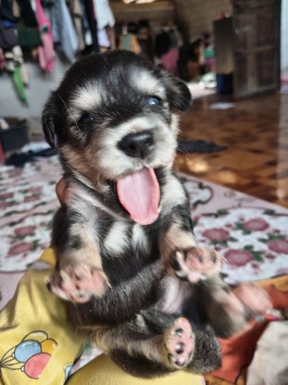 น้องหมาหาบ้าน รูปที่ 4