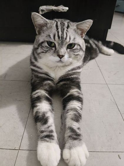 น้องแมวอเมริกัน,สก็อตติช  รูปที่ 7