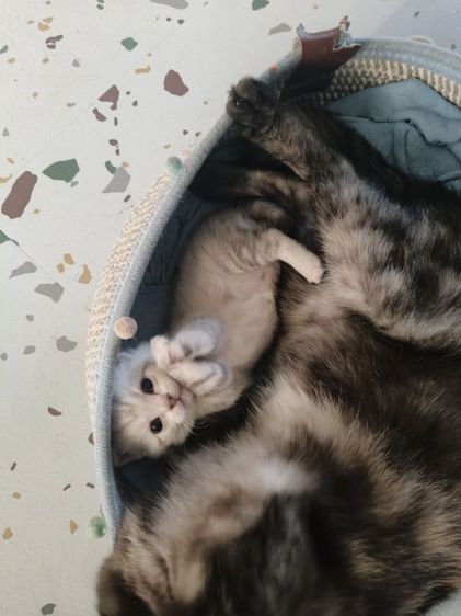 น้องแมวอเมริกัน,สก็อตติช  รูปที่ 5