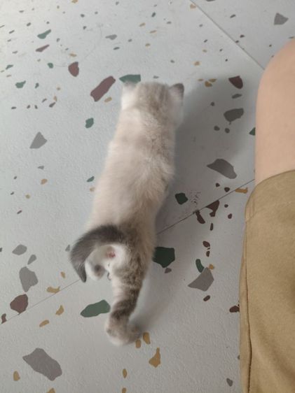 น้องแมวอเมริกัน,สก็อตติช  รูปที่ 3