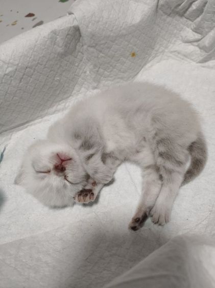 น้องแมวอเมริกัน,สก็อตติช  รูปที่ 6