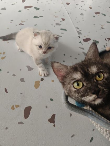 น้องแมวอเมริกัน,สก็อตติช 