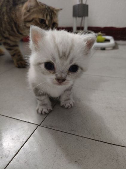 น้องแมวอเมริกัน,สก็อตติช  รูปที่ 4