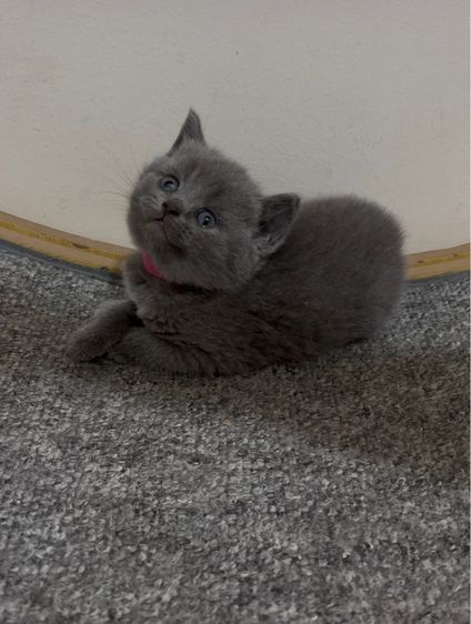 แมวบริติชช็อร์ตแฮร์ รูปที่ 4