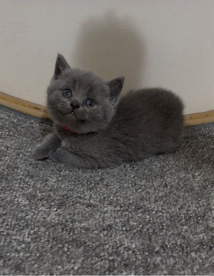 แมวบริติชช็อร์ตแฮร์ รูปที่ 2