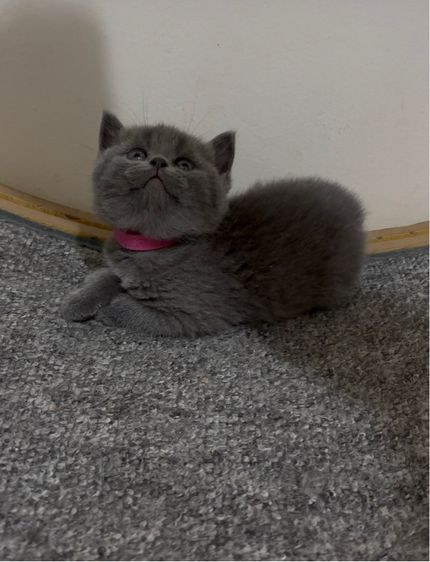 บริติช ชอร์ตแฮร์ (British Shorthair) แมวบริติชช็อร์ตแฮร์