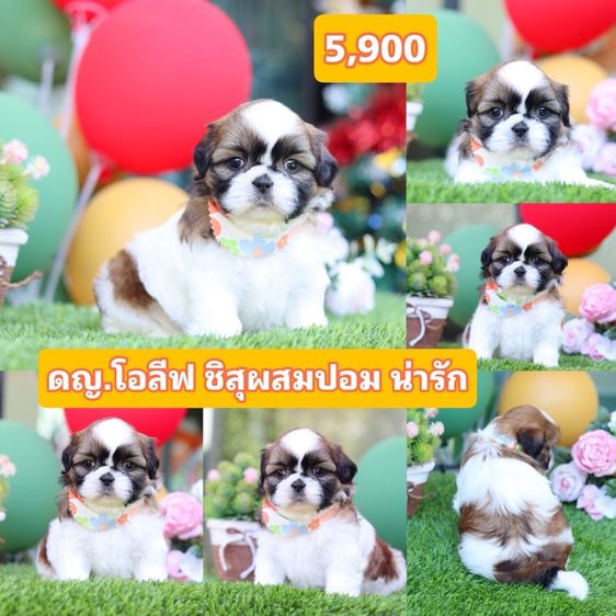 ชิสุผสมชิวาว่า  รูปที่ 11