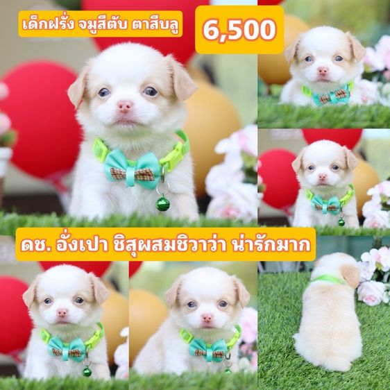 ชิสุผสมชิวาว่า  รูปที่ 4