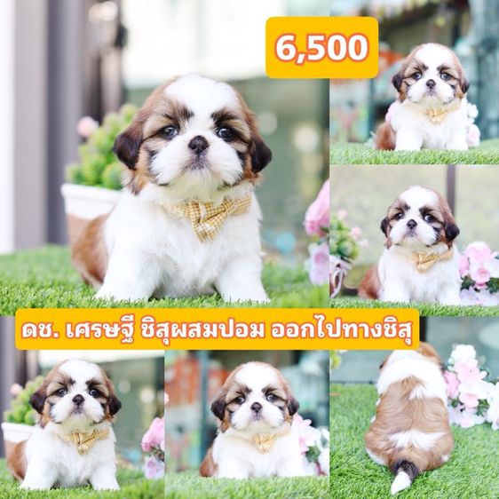 ชิสุผสมชิวาว่า  รูปที่ 8