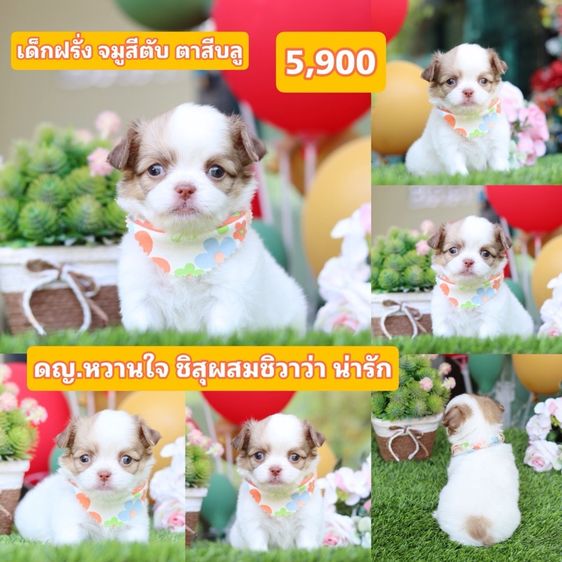 ชิสุผสมชิวาว่า  รูปที่ 3