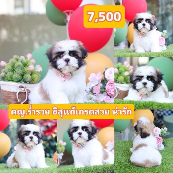 ชิสุผสมชิวาว่า  รูปที่ 12