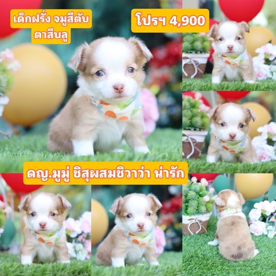 ชิสุผสมชิวาว่า  รูปที่ 6