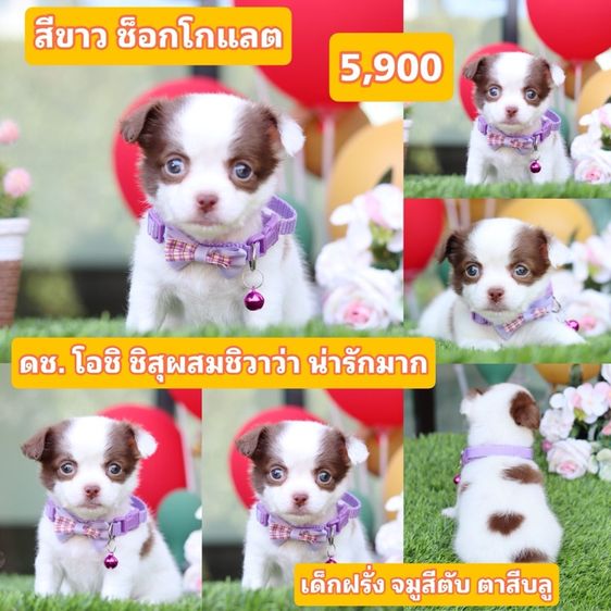 ชิสุผสมชิวาว่า  รูปที่ 2