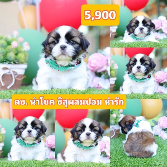 ชิสุผสมชิวาว่า  รูปที่ 10