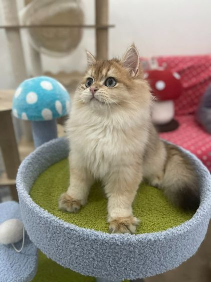 British Longhair พร้อมใบ WCF รูปที่ 2