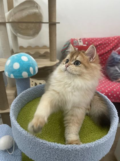 British Longhair พร้อมใบ WCF รูปที่ 3